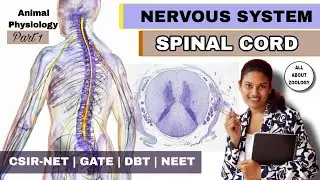 SPINAL CORD - ANATOMY || NERVOUS SYSTEM || ANIMAL PHYSIOLOGY || CSIR NET LIFECSIENCES 