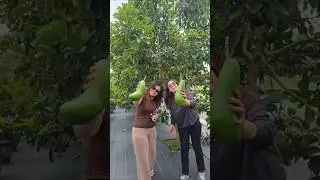 alpukat Kelud untuk bibit bisa chat admin 08175265262