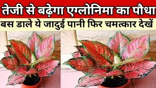 How to save Dying Aglaonema / Aglaonema plant care / Chinese evergreen plants