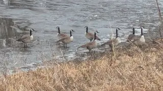 Canadian Geese 1-07-26