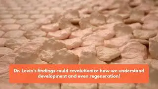Exploring Collective Cellular Intelligence in Morphogenesis