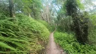 Sidewinder @ Balm Boyette MTB Trails