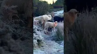 Frosty Sunrise at Pico do Areeiro &mdash; 3-Minute Nature ASMR (Sheep & Levadas) | 4K