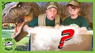Search for New Dinosaur Theme Park! GIANT Mystery Box with T-Rex Dinosaurs for Kids! T-Rex Ranch