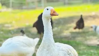 Watch This Goose Love Every Second of Bath Time!