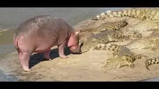 Katavi National Park - video by Tanzania National Park