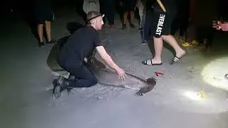 Hammerhead shark at Woodman Point Ammo Jetty.