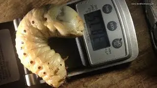 Big late L3  larvas of Mecynorrhina polyphemus