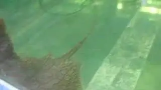 Black tail antenna ray