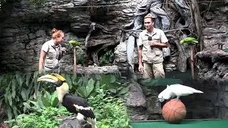 A bird show at the safari world in Thailand
