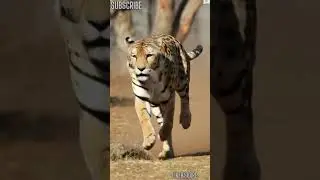 Majestic Tiger in Action | Wild Animal Documentary