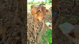 mini or cow new🐄 #bread  or #mother Seva karo #cow #ytshorts #gaumata #youtubeshorts #trendingshorts