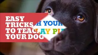 brain training for dogs download   adrienne farricelli top brain training for dogs tecniques