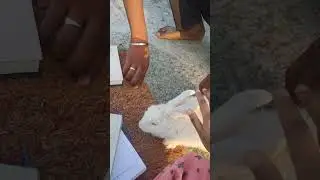 rabbit cleaning