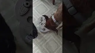 treat bowl review