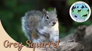 Wildlife Sounds From the Forest - Grey Squirrel