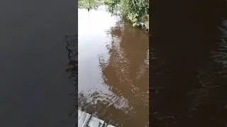 sungai Mahakam lgi pasang Aer ya banyak udang galah nongol