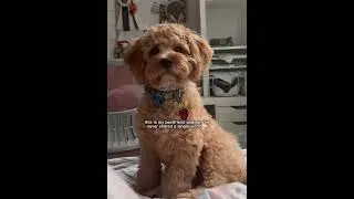 bestfriend 🤍 #cavapoo #puppy #cavoodle #cute #dog #edit #bestfriend #capcut #shorts #fypシ #funny