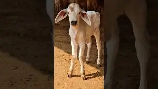 cute cow and calf 😘 #cow #gircow #calves