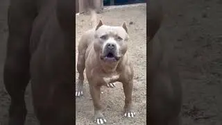 Original Pitbull Sound 🤩