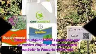 Malherbologia - Fumaria officinalis