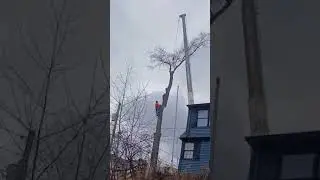 Tree Pruning in Elizabeth NJ-Tree Pross LLC in Elizabeth NJ