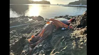 squid on squid - New Zealand fishing Northland