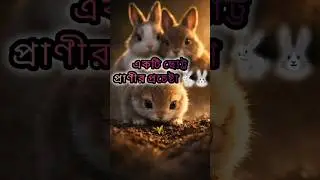 |A small rabbit 🐰part-1|#viral #trending #youtubeshorts #ytshorts #shorts #shortvideo#rabbit#cartoon