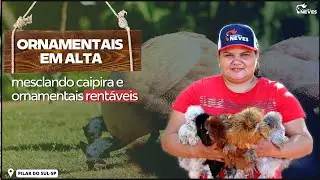😮SURPREENDENTE COMO essa criação de ornamentas está GERANDO LUCRO para ela.