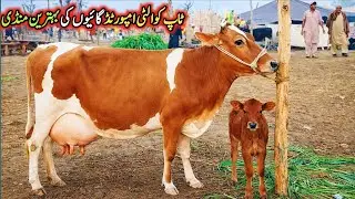 Gondal Mandi latest update 04 jan2025!best jersey cow for sale!cow for sale new video!#cow#dairyfarm