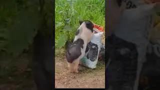 Babi joget