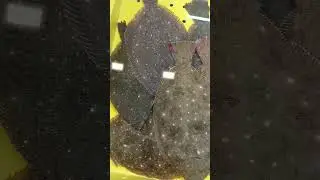 #asmr Big Flat Fish 🐠 in South Korea #live #flat #new #ytshorts #amazing #shorts