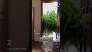 Jeff the Fern Goes Out for the Summer