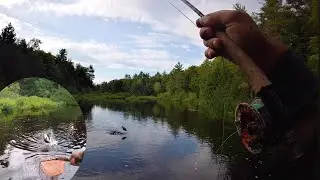 Largemouth Bass Fishing! BASS EATS the Fish I Caught! + Snapping Turtle Takes a Bite off of a Bass