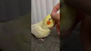Friendly Bird