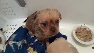 Available mid Apri . Buster, Drake, Lucas and chip. March 30, 2024 . 1/2 Shihtzu 1/2 Border terrier