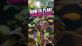 How to Plant Cardinal Plant Aquarium | Aquarium Plants