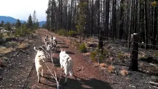 Fall Training Dog Cart Ride