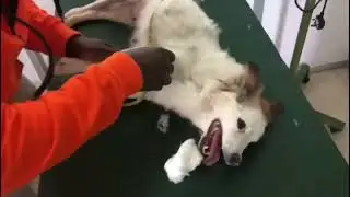 ECLAMPSIA! MILK FEVER! CAN KILL YOUR DOG! Medical Emergency