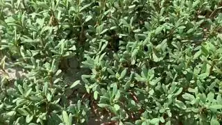 Sea Purslane