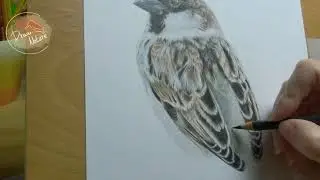 Kresba vrabce - č&aacute;st 2. / Sparrow drawing - part 2.
