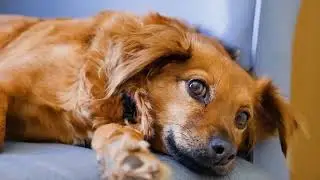 Der Hund und das psychische Trauma