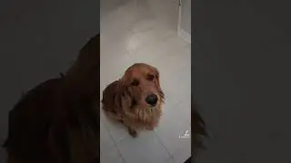 My dog loves cheese #dogs #animals #funny