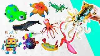 Sea Animal Names | Kids Learn in the Snow: Starfish Squid Sperm Whale Sea Slug