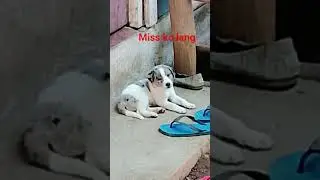 malaki na mio&mia #pets #pipay
