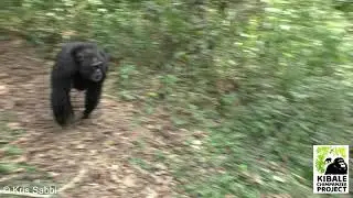 Kanywara Chimpanzees: Joint Displays and Pant Grunts