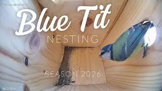 Blue Tit Nest Box Camera
