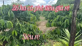 2,6 Ha Cà Phê Tiêu Giá Rẻ (đã bán)