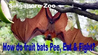 How do Fruit Bats Pee, Eat & Fight? Singapore Zoo
