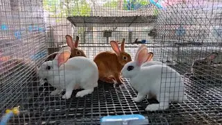 Magkano ang Mini rex Rabbit natin?